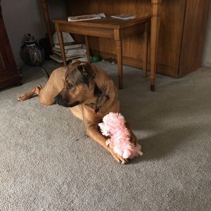 Meet your Posher, Cheyenne